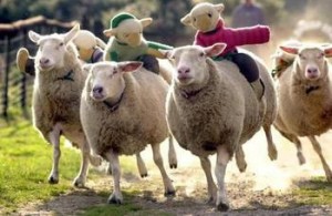 Яхане на овцете